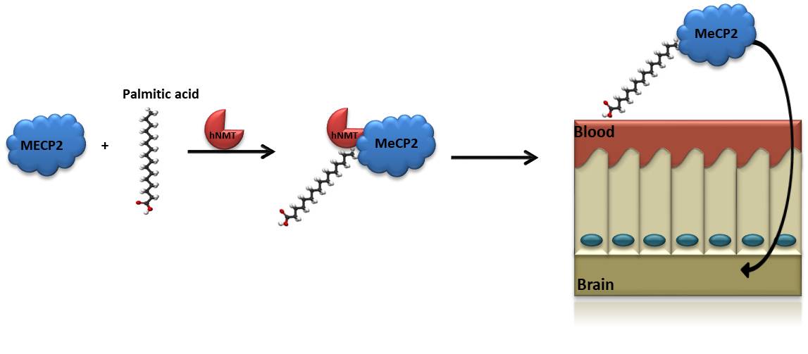 Monoacylation of recombinant proteins for crossing the blood-brain barrier
