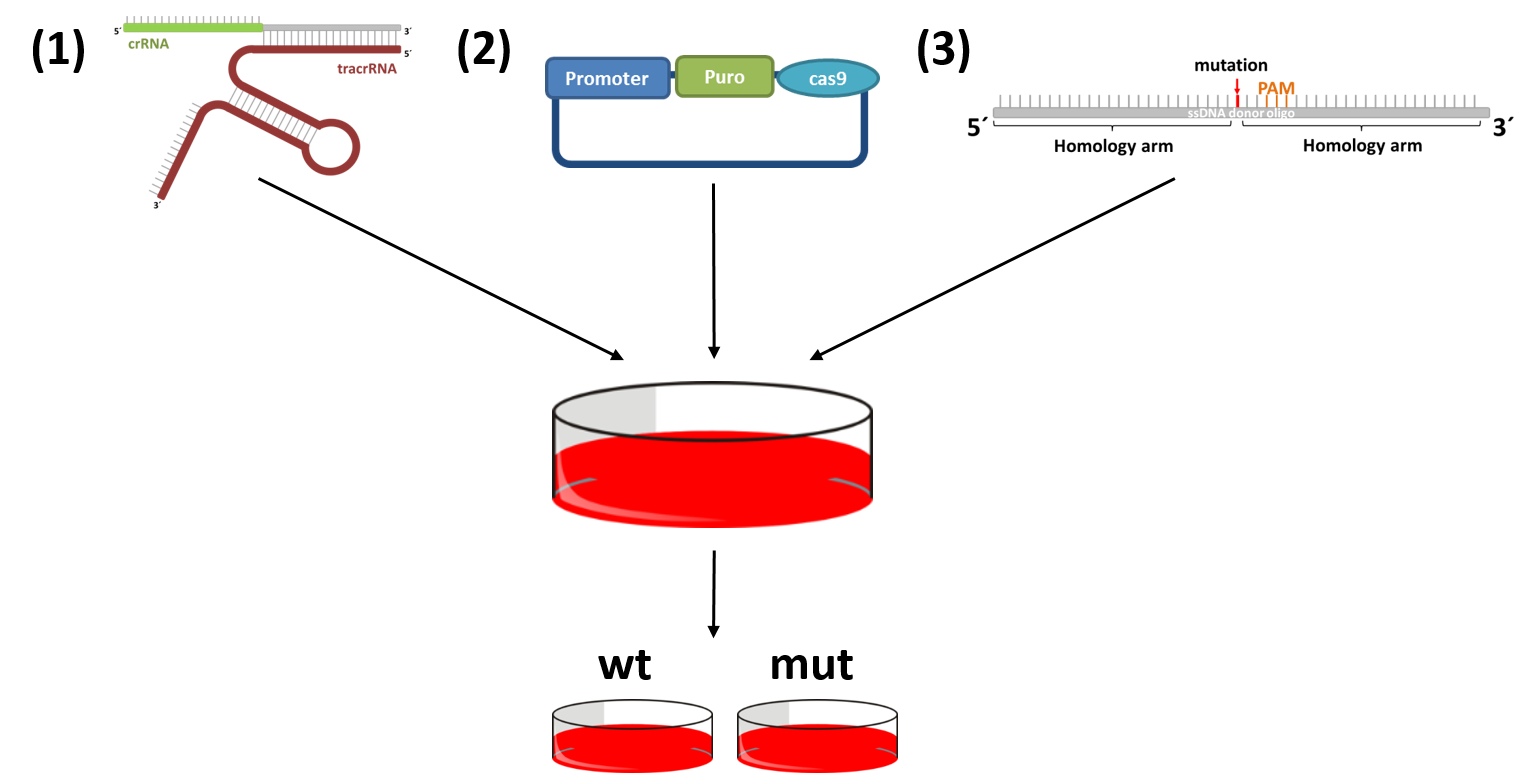 CRISPR-cas9 system